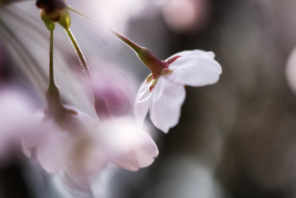 cherry blossoms_1