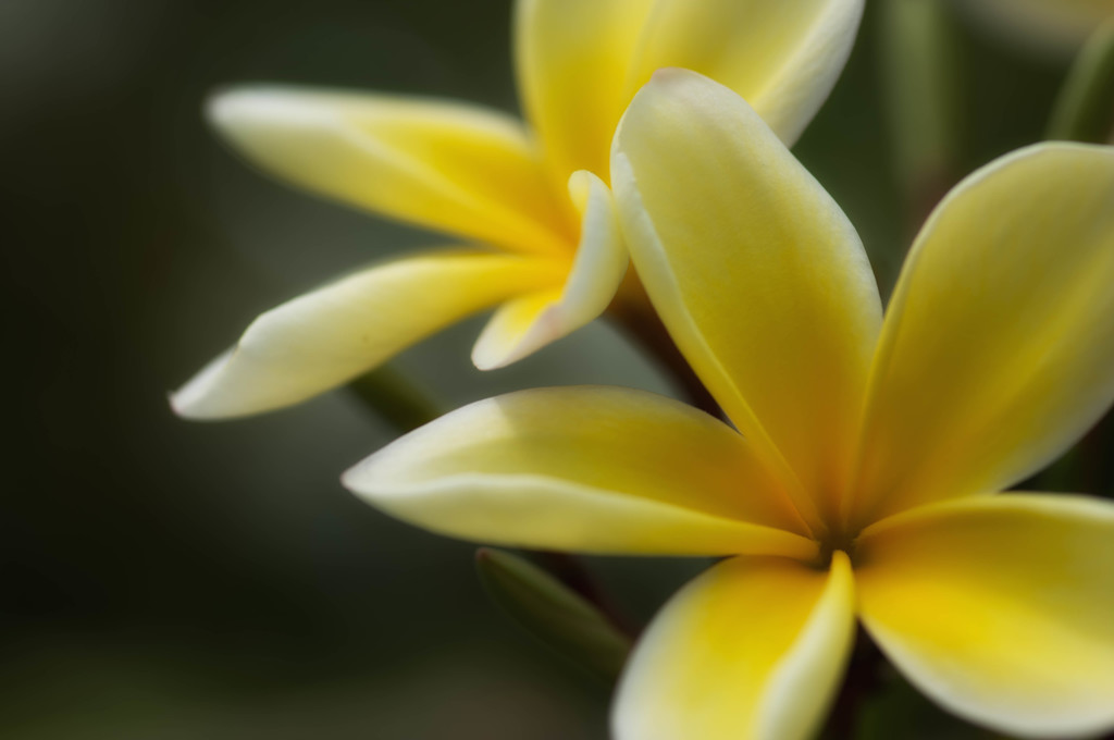 Plumeria Temple tree