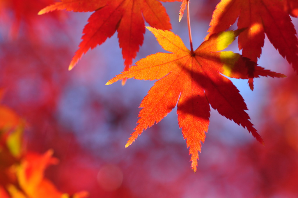 紅葉_1