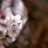 cherry blossoms_4