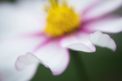 Cosmos bipinnatus_2