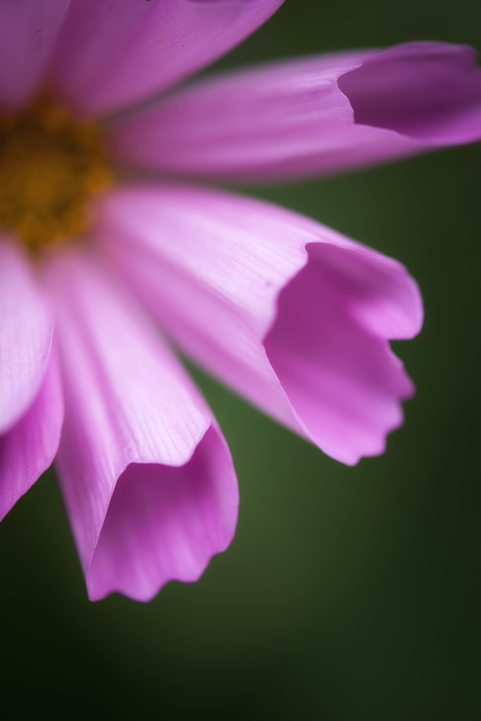 Cosmos bipinnatus_3