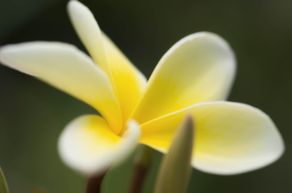 Plumeria Temple tree