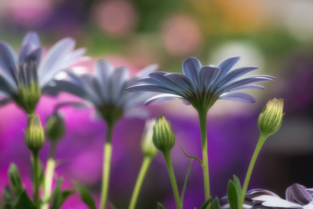 Osteospermum