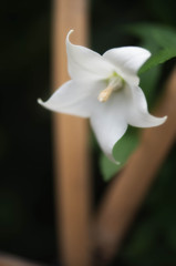 Platycodon grandiflorum