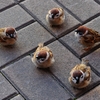 formation_2