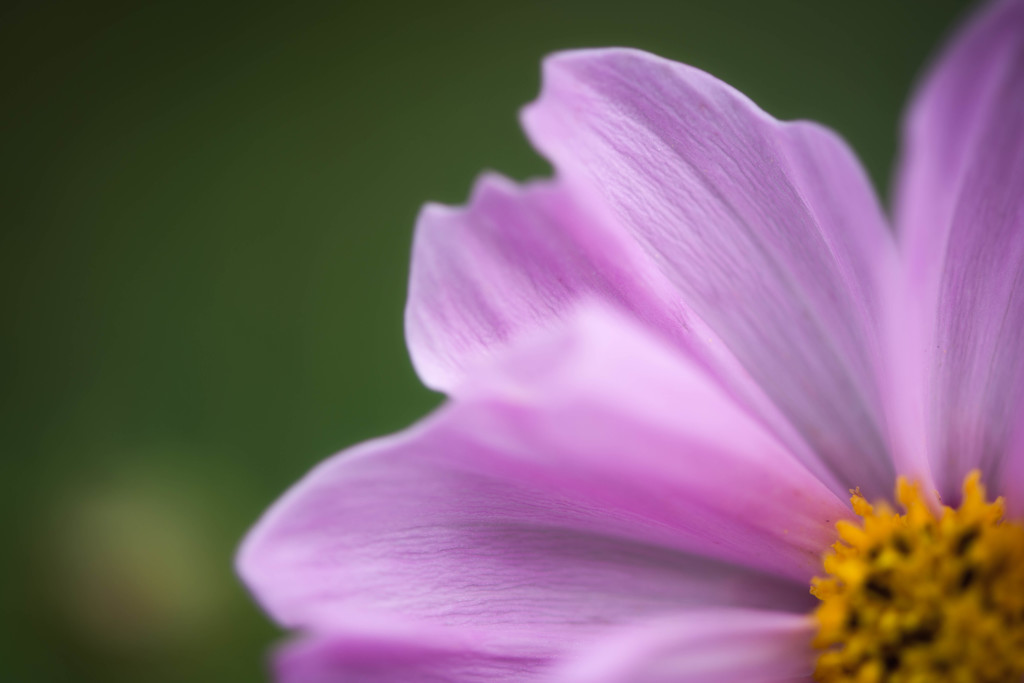 Cosmos bipinnatus_1