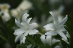 Hyacinthus arientalis cv.