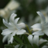 Hyacinthus arientalis cv.