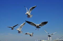 formation