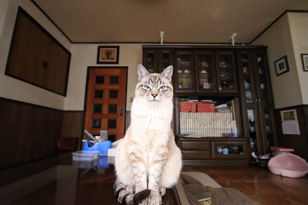 猫様
