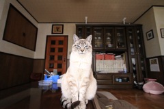 猫様