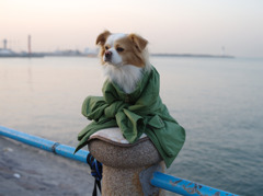 a dog on the ?????