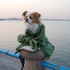a dog on the ?????