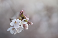 sakura