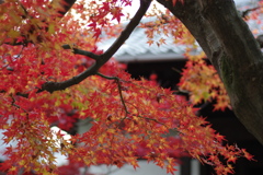 東福寺の紅葉　リターンズ