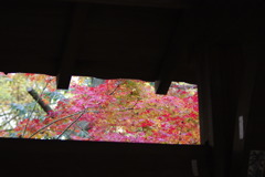 東福寺の紅葉６