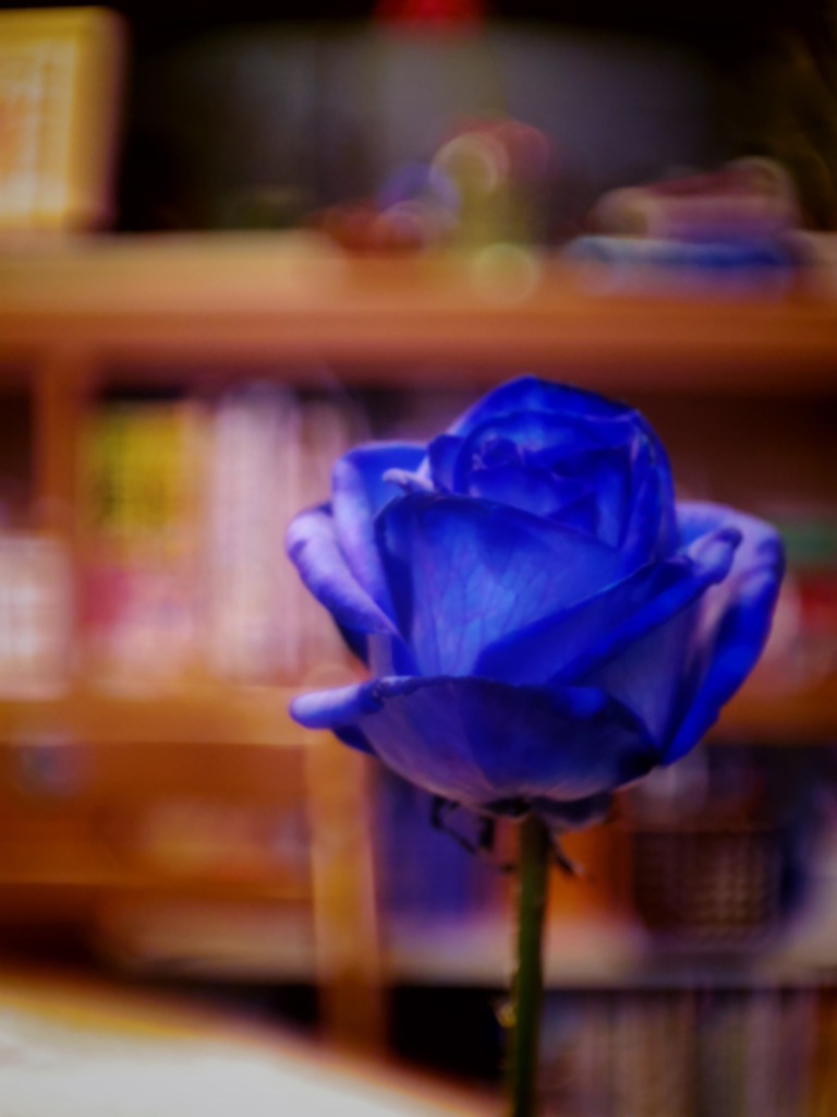 おウチにも奇跡の青い薔薇を
