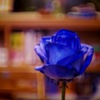 おウチにも奇跡の青い薔薇を