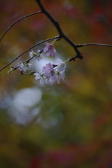 東福寺の紅葉５