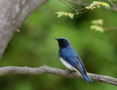 しあわせの〜①空を見上げる青い鳥