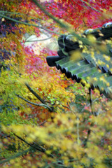 東福寺の紅葉２