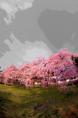 醍醐寺の桜①〜しだれ桜樹齢２００年
