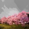 醍醐寺の桜①〜しだれ桜樹齢２００年