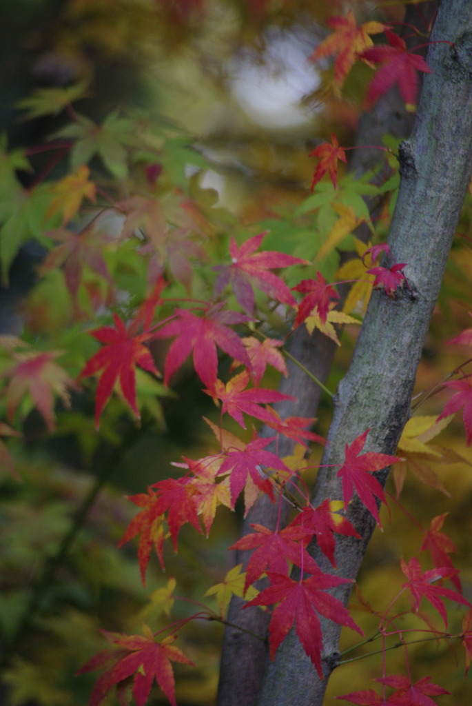 東福寺の紅葉４