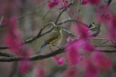 今年の写真（春）