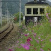 別所線とコスモス２