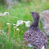 チングルマと雷鳥若鳥