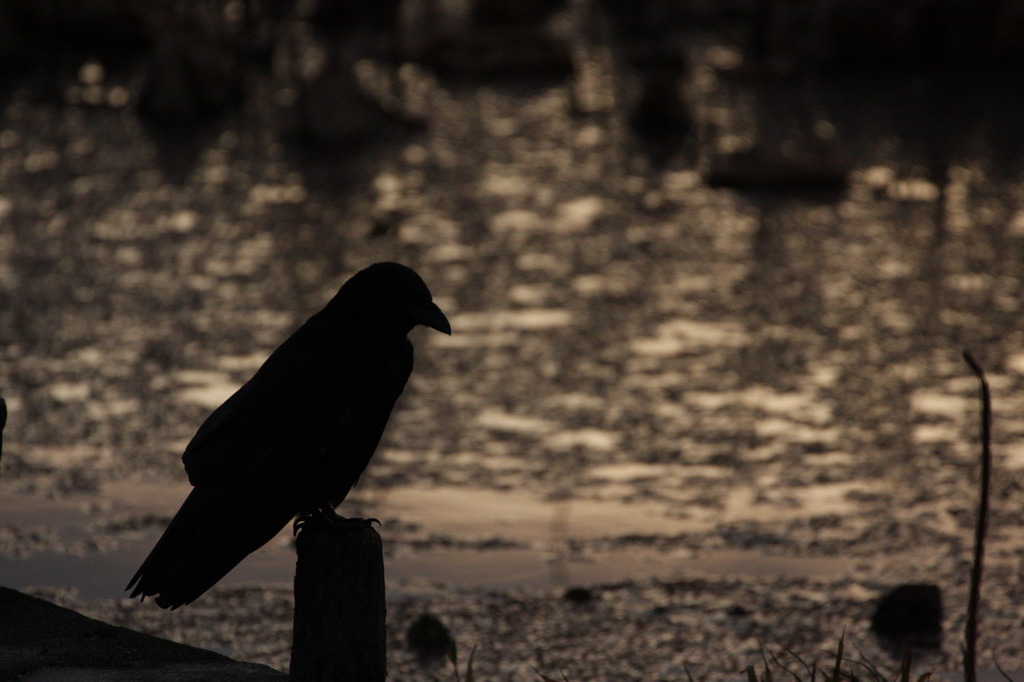 mono-crow-無