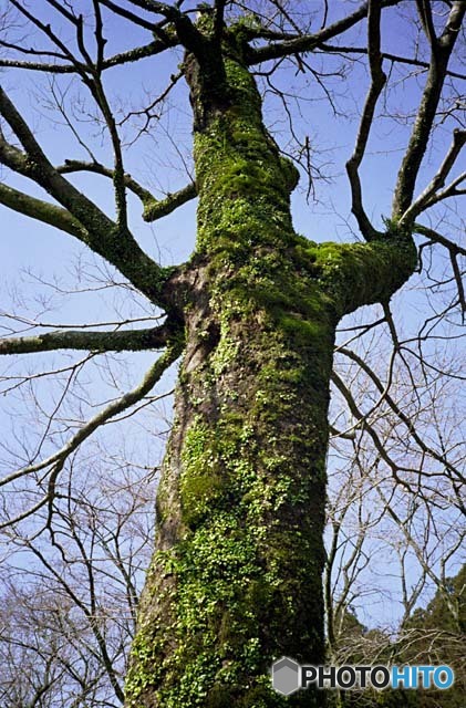 tree01