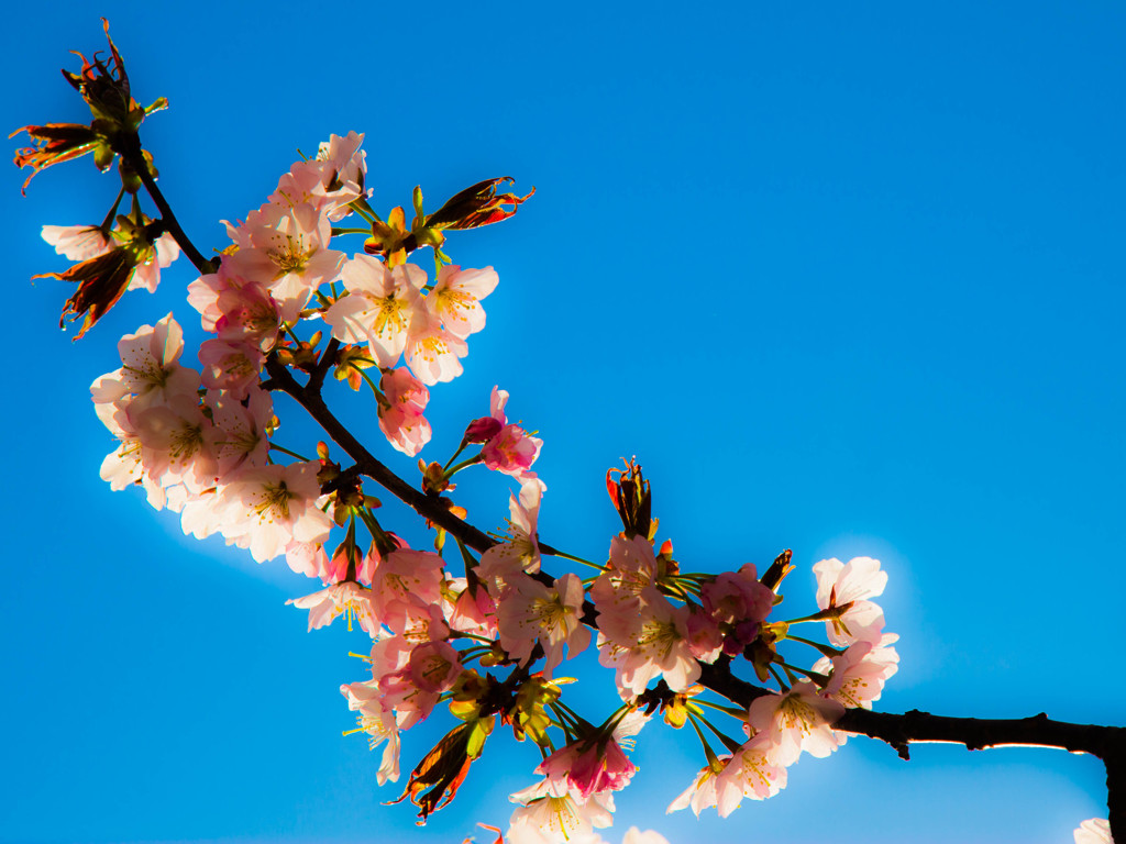 蒼と桜