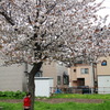 桜に聞いてみた