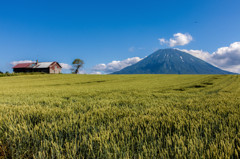 麦畑と羊蹄山