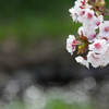 春桜