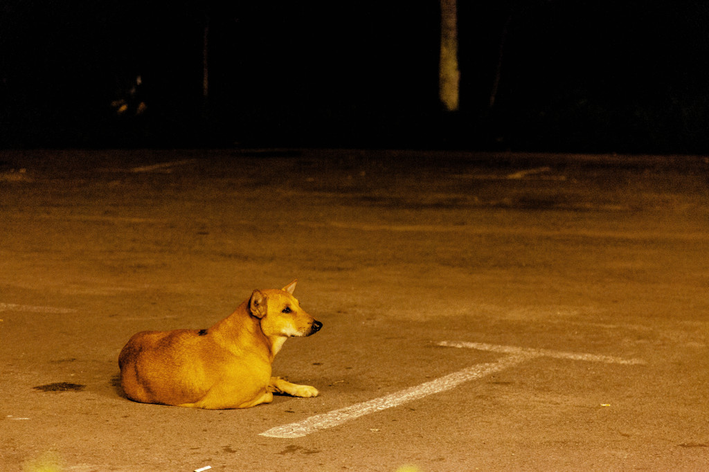 マレーの犬