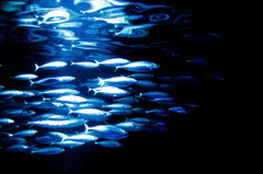 お魚