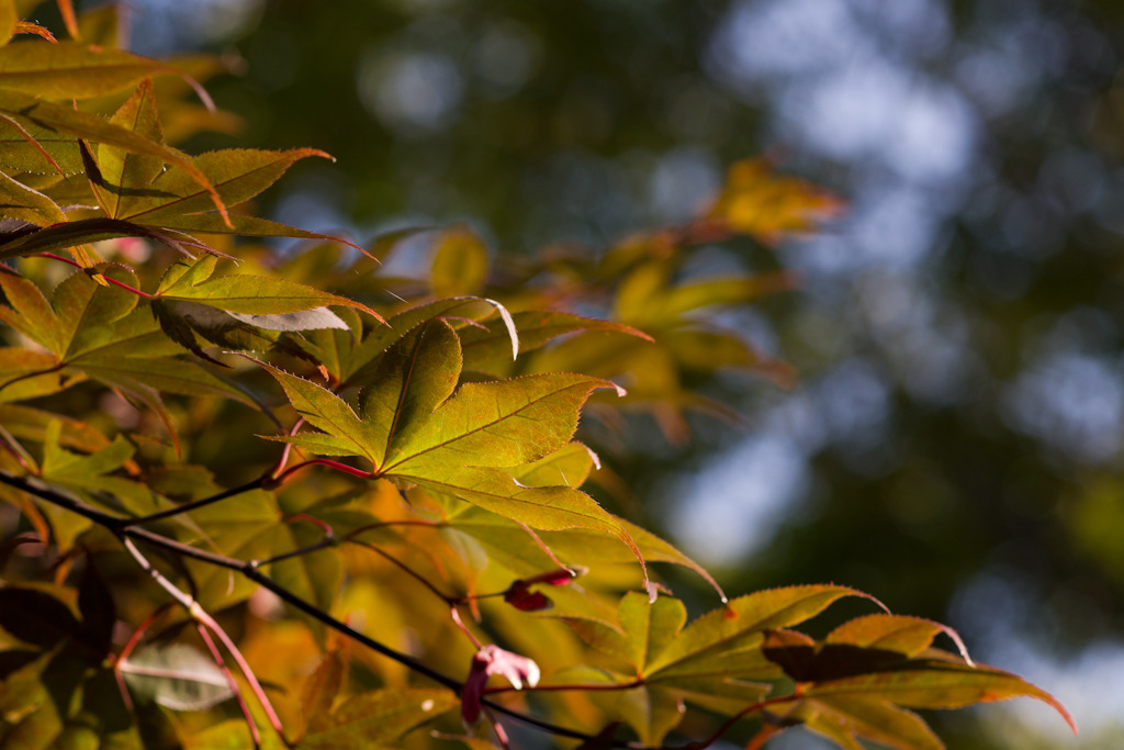 紅葉（モミジ）≠紅葉（こうよう）