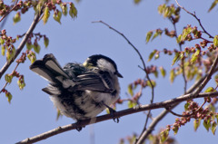 シジュウカラ