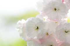 八重桜