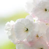 八重桜