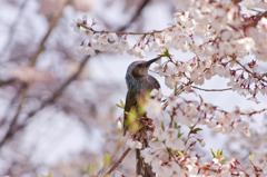 桜ヒヨドリ