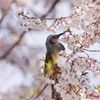 桜ヒヨドリ