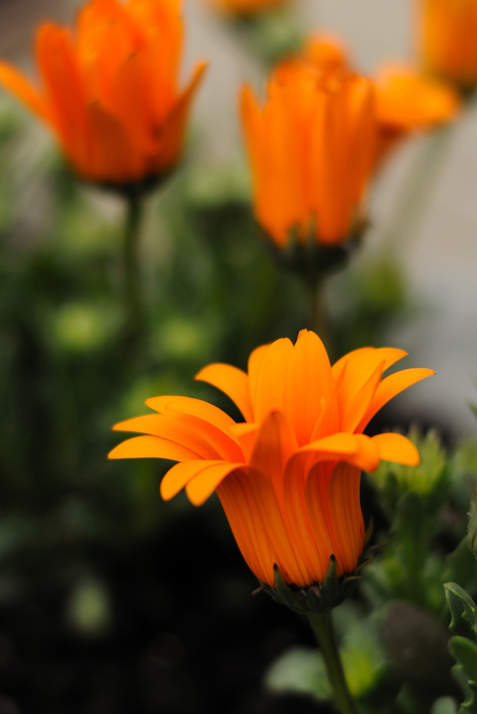 庭の花
