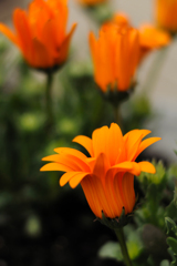 庭の花