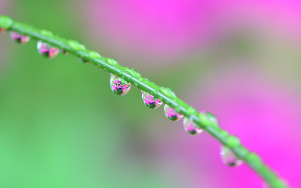 花の首飾り