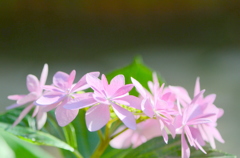 花の首飾り